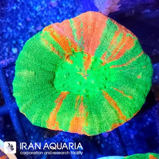 اسکولیمیا بلیدینگ اپل ( Scolymia coral)