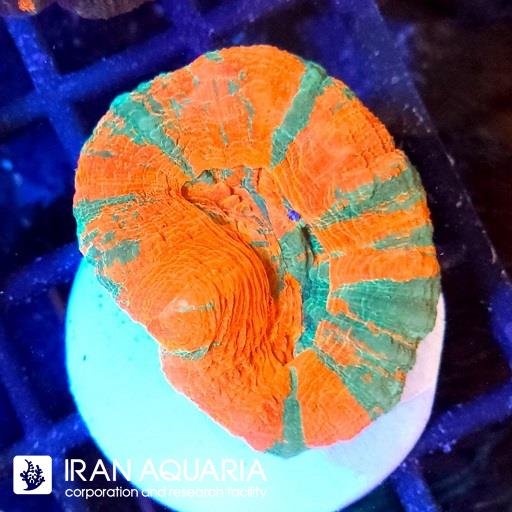 اسکولیمیا بلیدینگ اپل ( Scolymia coral)