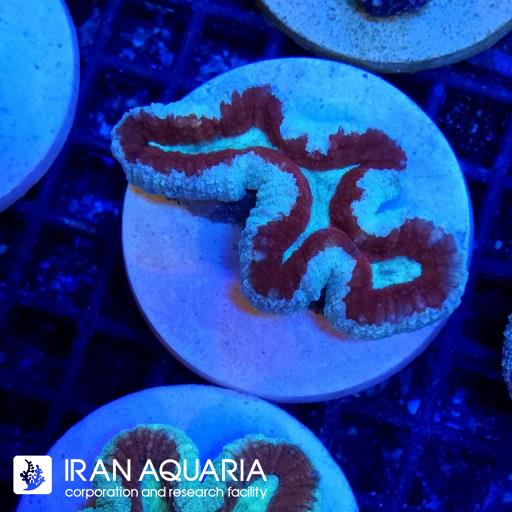 لوبو برین استرالیایی ( Lobophiyllia Coral )