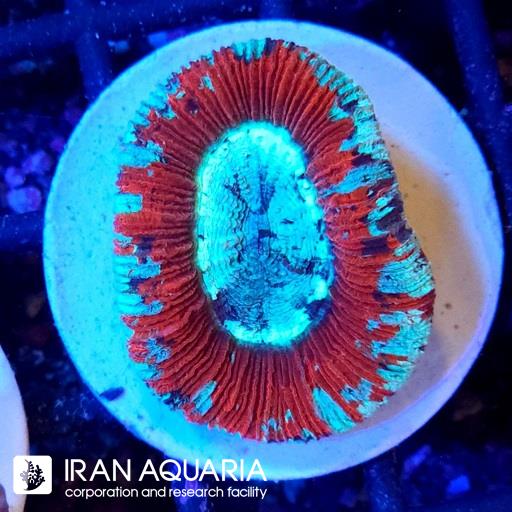 اوپن برین(Open braimn)