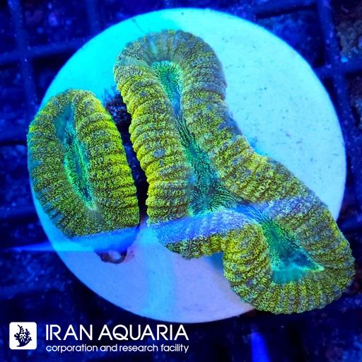 لوبو برین استرالیایی ( Lobophiyllia Coral )