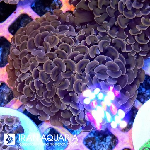 وال همر بنفش ( Hammer Coral )