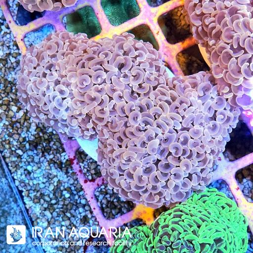 وال همر صورتی ( Hammer Coral )