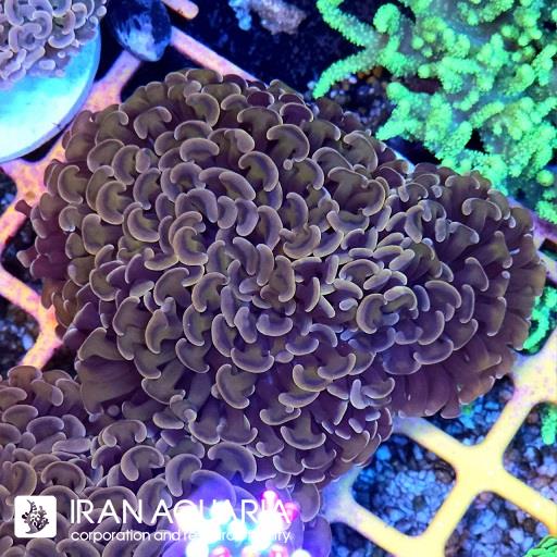 وال همر الترا گرید استرالیایی ( Hammer Coral )