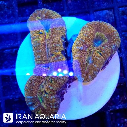 لوبو برین استرالیایی ( Lobophiyllia Coral )