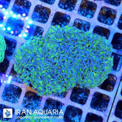 وال همر سبز بنفش( Hammer Coral ) 
