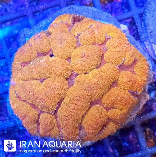 سیمفیلیا برین استرالیایی ( Symphyllia Coral )