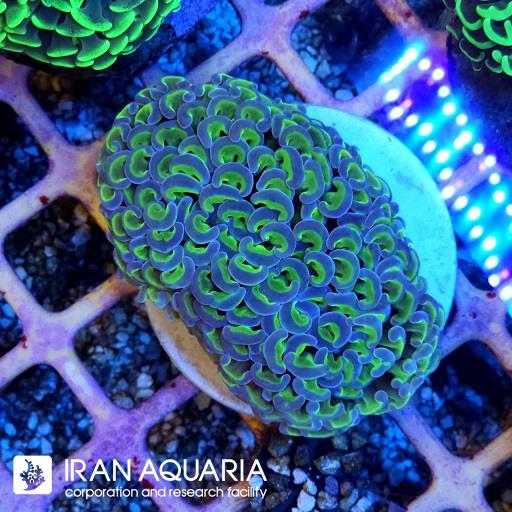 وال همر سبزبنفش ( Hammer Coral )