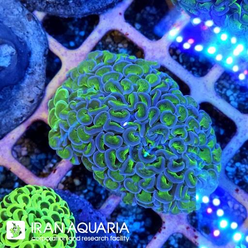 وال همر سبز بنفش ( Hammer Coral )
