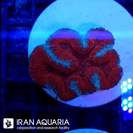 سیمفیلیا برین استرالیایی ( Symphyllia Coral )
