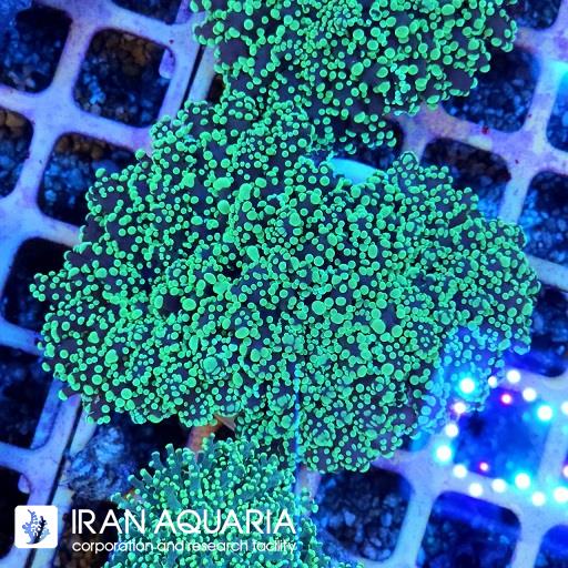 فرگ اسپان ( Frogspawn )