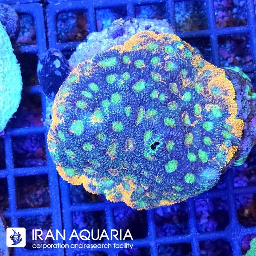 آکانتستریا اکیناتا ( Acanthastrea echinata )