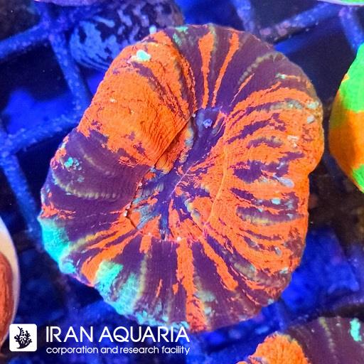 سوپرمن اسکولیمیا ( Scolymia coral )