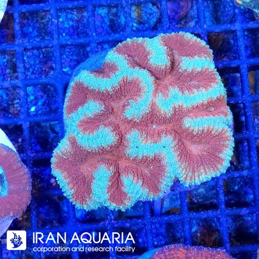 سیمفیلیا برین استرالیایی ( Symphyllia Coral )