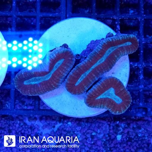 لوبو برین استرالیایی ( Lobophiyllia Coral )