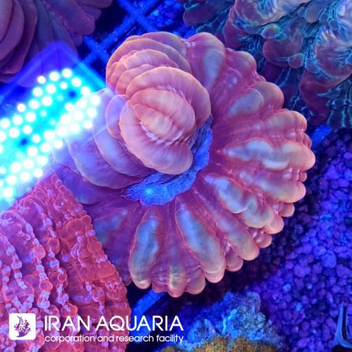 سینارینا رینبو ( Cynarina lacrymalis )