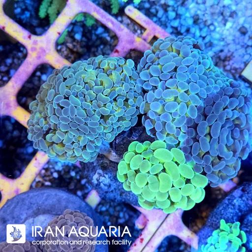 پرل همر اولترا گرید ( Hammer coral )