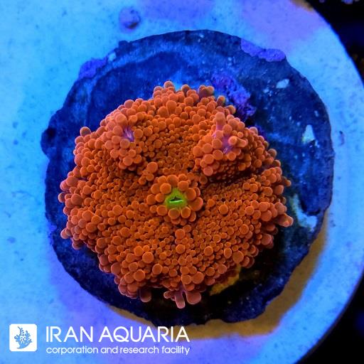 ماشروم ریکوردیا یوما نارنجی ( Yoma ricordia mashroom )