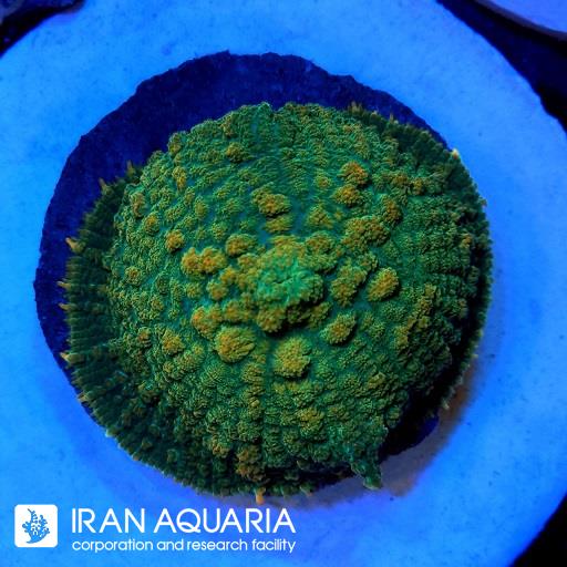 ماشروم رداکتیس رینبو ( Rodactis mashroom )