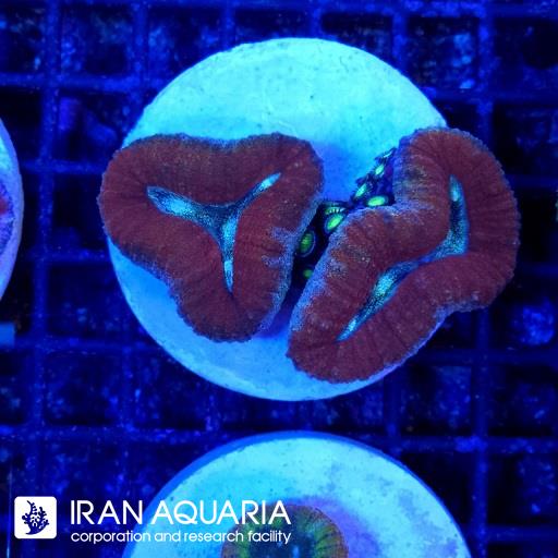 لوبو برین استرالیایی ( Lobophiyllia Coral ) 
