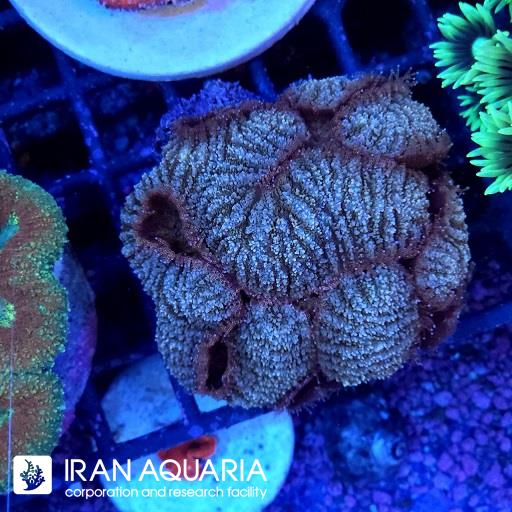 سیمفیلیا برین استرالیایی ( Symphyllia Coral )