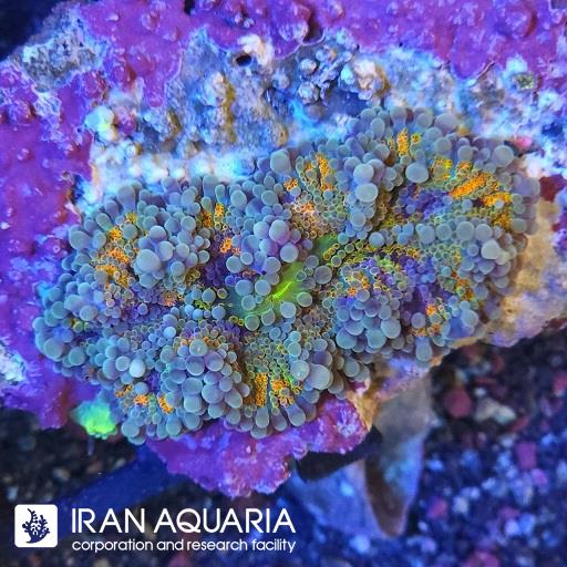 ماشروم ریکوردیا یوما (Yoma mashroom)