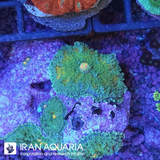 ماشروم ریکوردیا یوما  گلد ( Yoma ricordia mashroom )