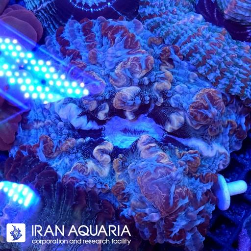 سینارینا رینبو ( Cynarina lacrymalis )