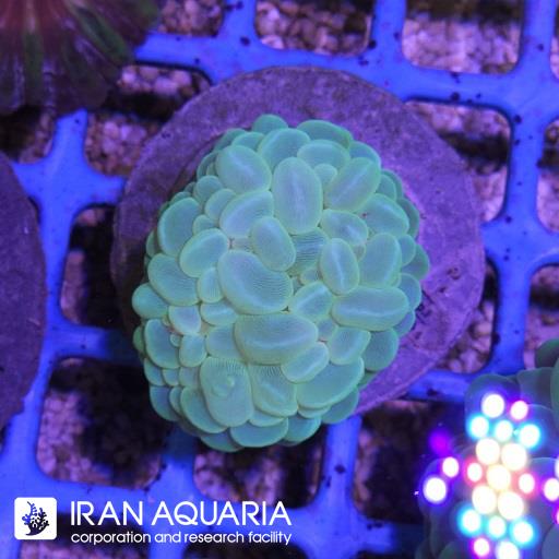بابل سبز ( Bubble coral )