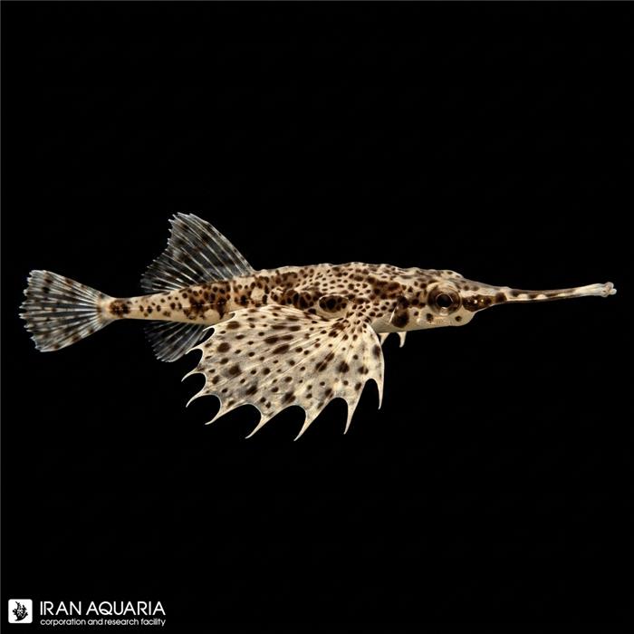 لانگ تیل سیموث(Longtail Seamoth)