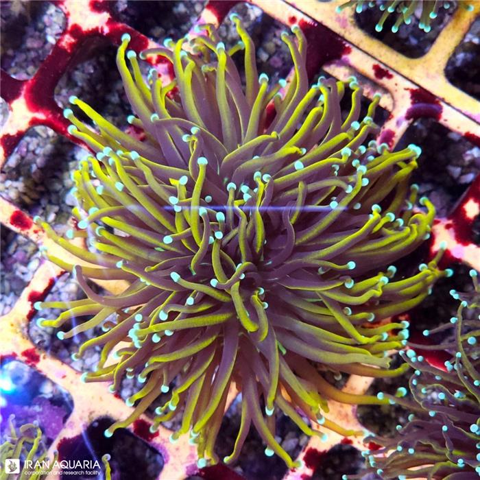 تورچ متالیک گلد (Torch Coral)