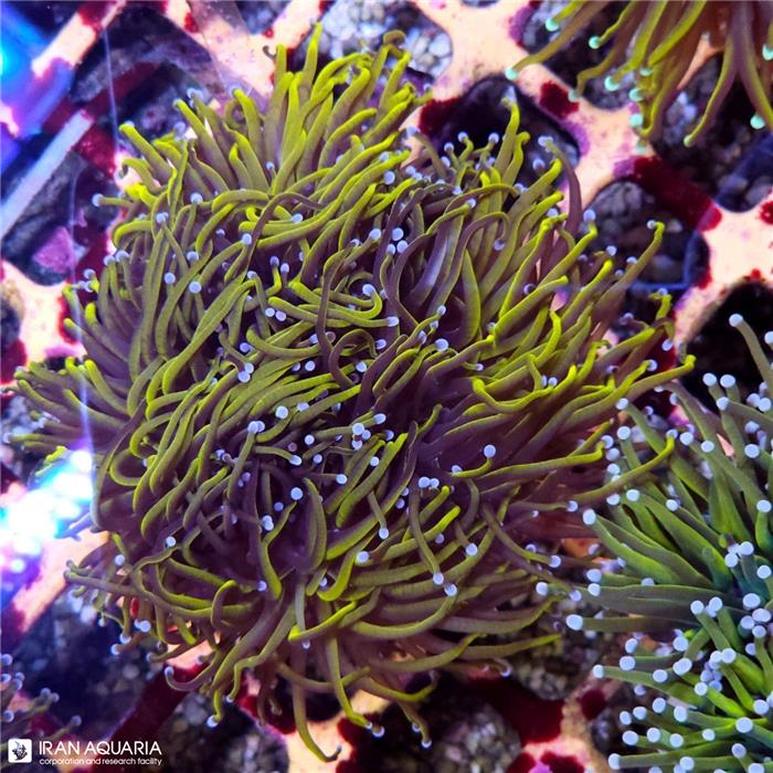 تورچ طلایی 24k نوک بنفش(Torch Coral)