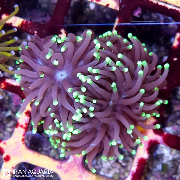 تورچ استرالیایی بنفش نوک سبز (Torch Coral)