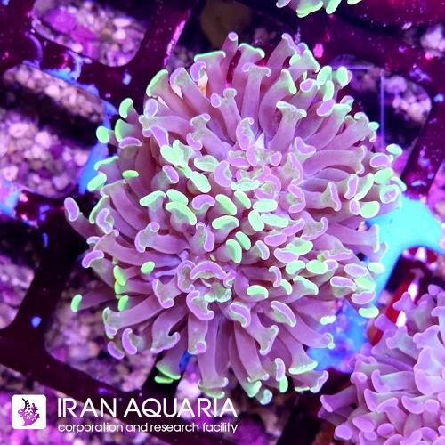 برنچینگ همر بلو اسپلتر(Hammer Coral)  
