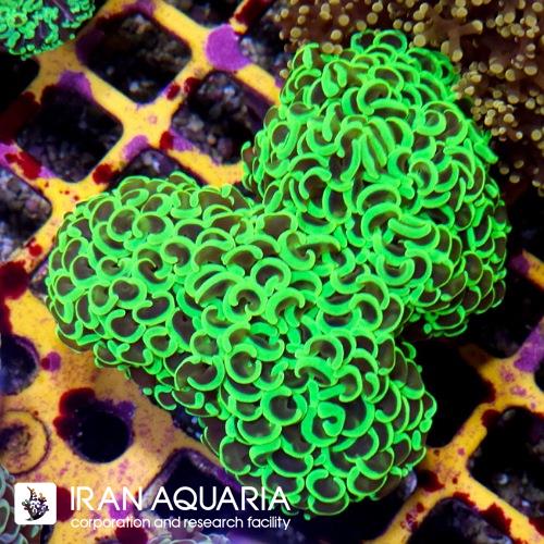 وال همر سبز(Hammer Coral) 