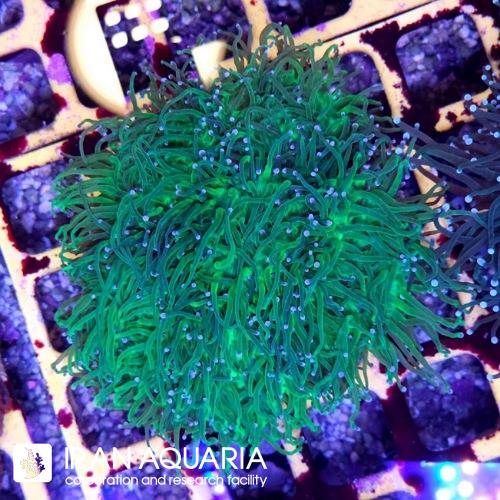 تورچ سبز نوک سفید(Torch Coral)  