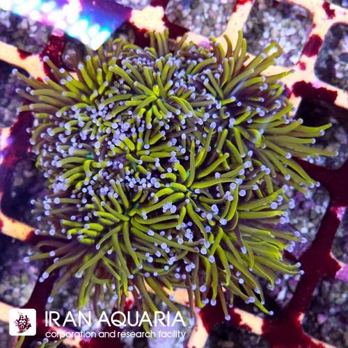 تورچ هولی گریل سدری(Torch Coral) 