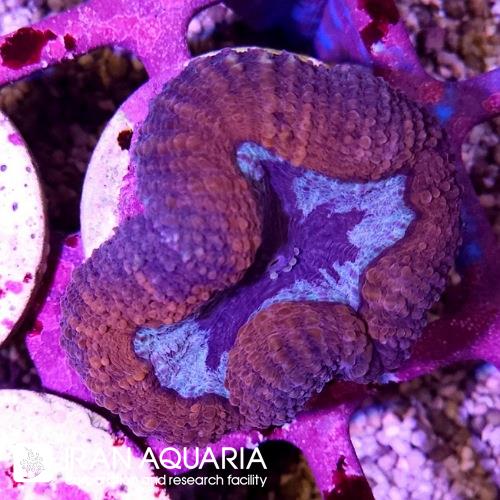 لوبو برین استرالیایی (Lobophiyllia Coral)