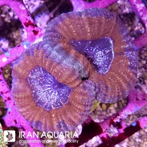 لوبو برین استرالیایی  (Lobophiyllia Coral)