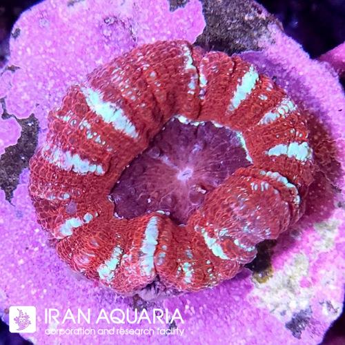 باتن اسکولیمیا (Button Scoly)  