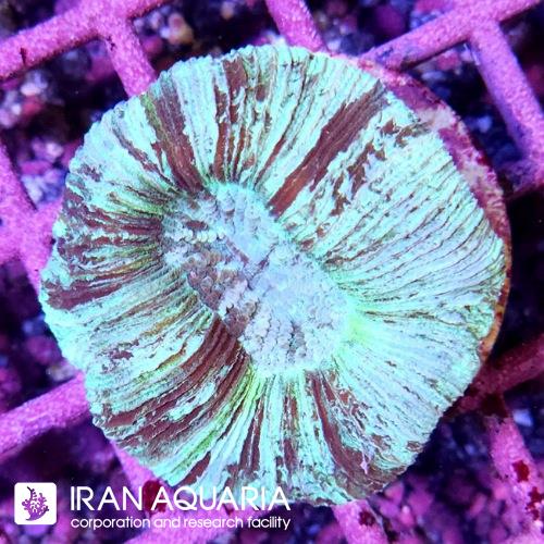 اوپن برین استرالیا (Open Brain Coral)  