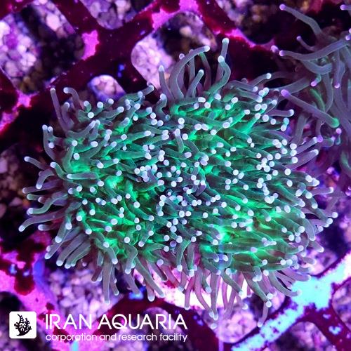 برنچینگ تورچ سبز نوک سفید(Torch Coral)  