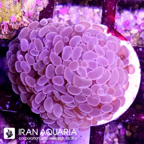برنچینگ همر صورتی(Hammer Coral)  