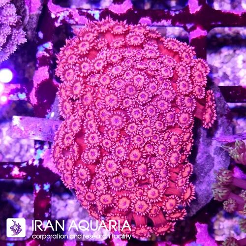 گانیوپورا قرمز(Goniopora)  