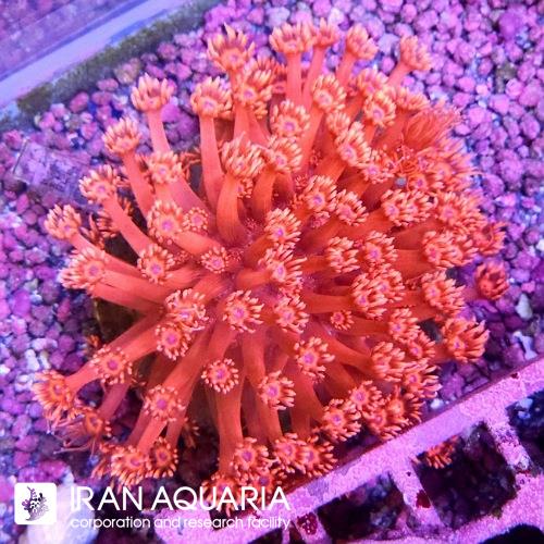 گانیوپورا قرمز(Goniopora)  