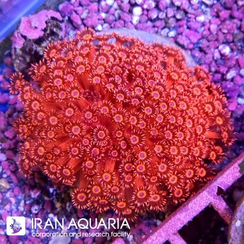 گانیوپورا قرمز(Goniopora)  