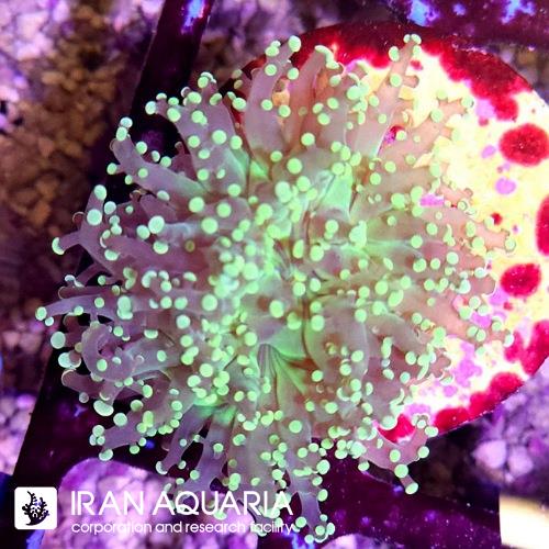 برنچینگ فراگ اسپان سبز فسفری(Frogspawn Coral) 