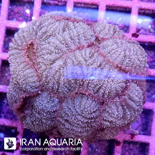 سیمفیلیا برین(Symphyllia Coral)  