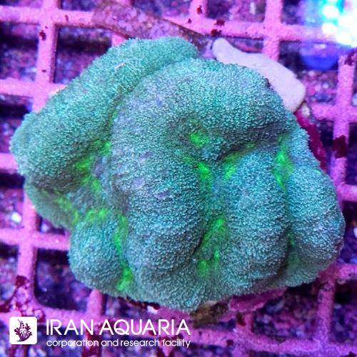 سیمفیلیا برین(Symphyllia Coral)  