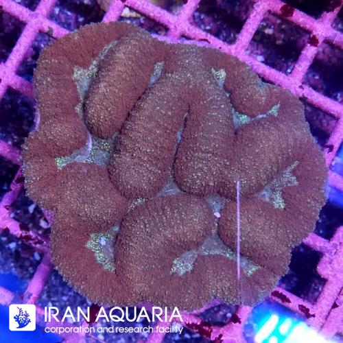 سیمفیلیا برین (Symphyllia Coral)  